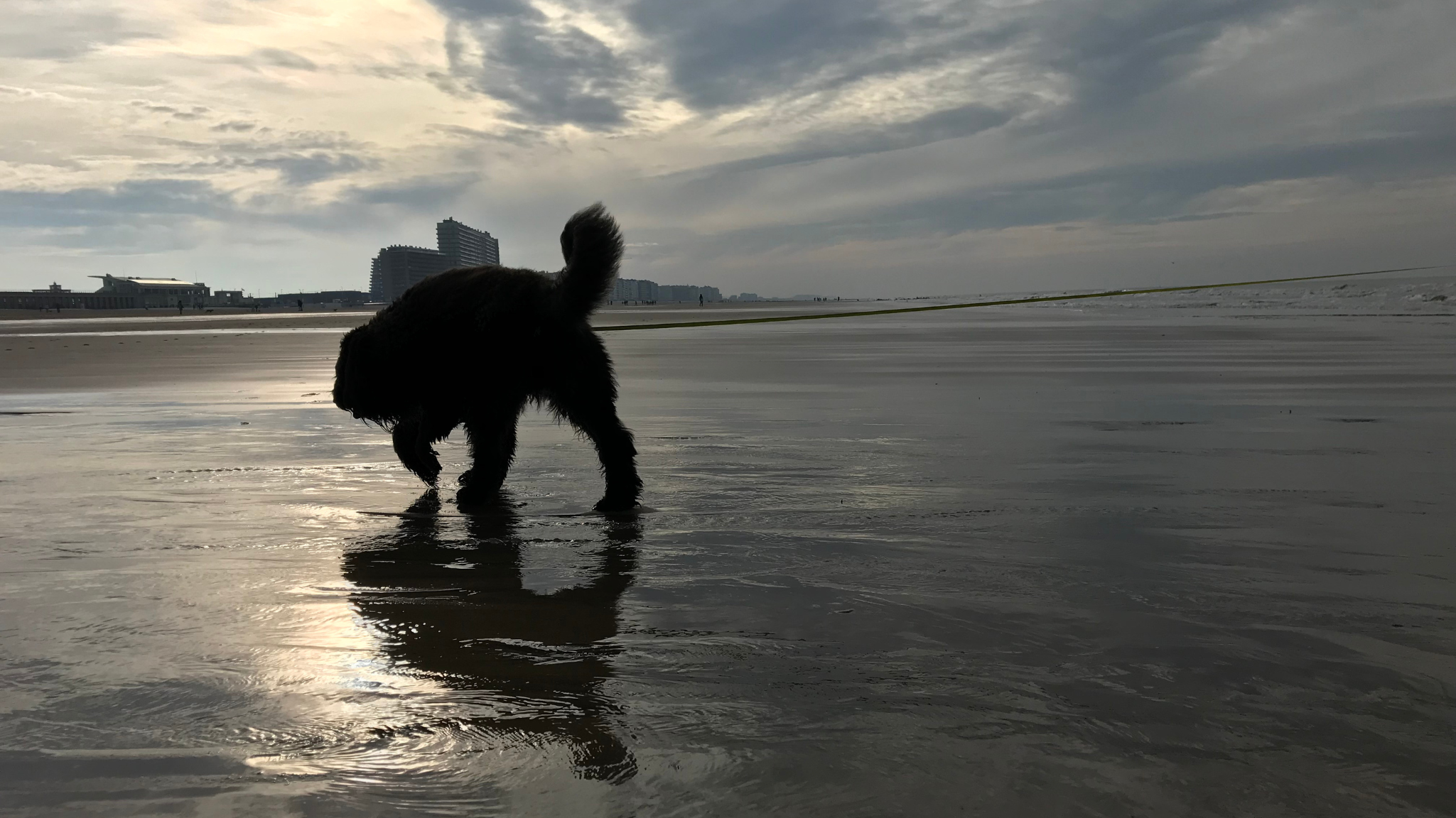 Bouvier at long leash by the belgian sea